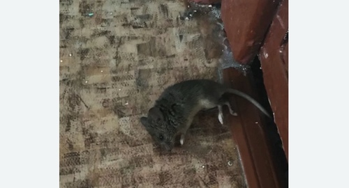 Дезинфекция от мышей в Останкинском районе Москвы