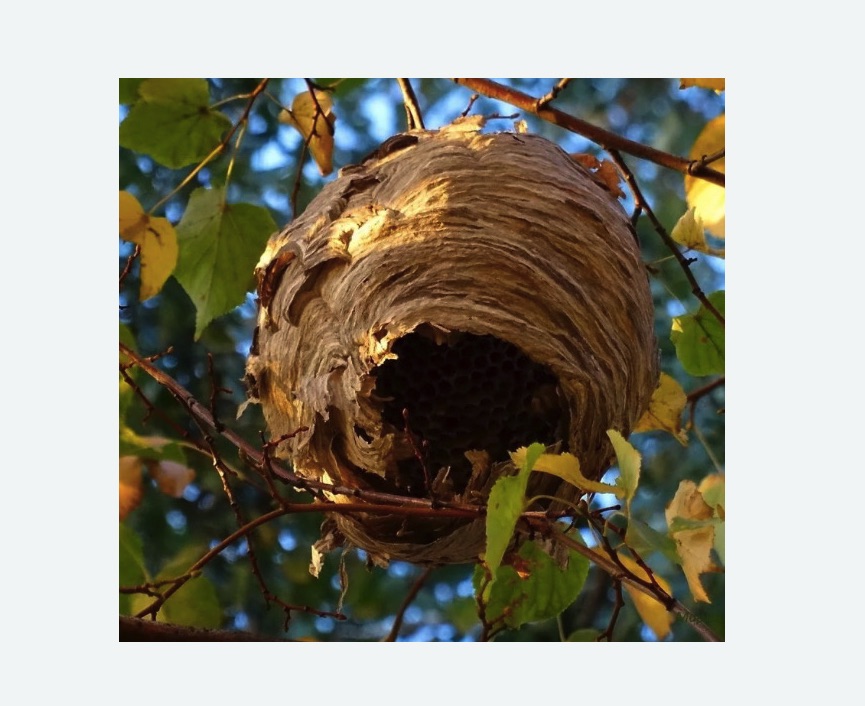 Обработка от шершней в Останкинском районе Москвы