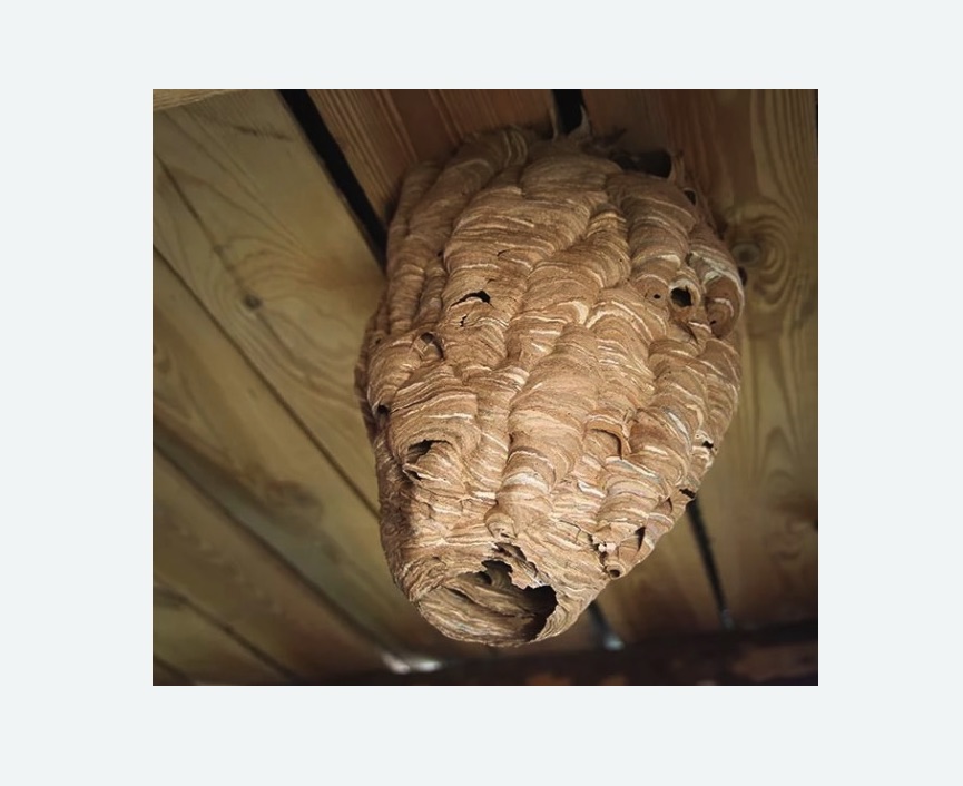 обработка от шершней в Останкинском районе Москвы