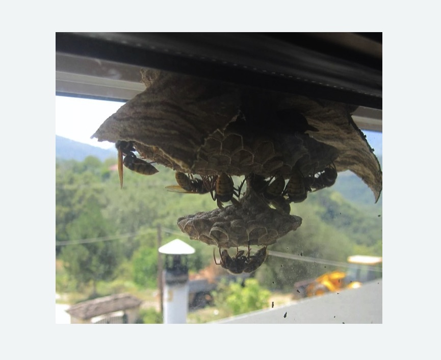 Уничтожение гнёзд шершней в Останкинском районе Москвы