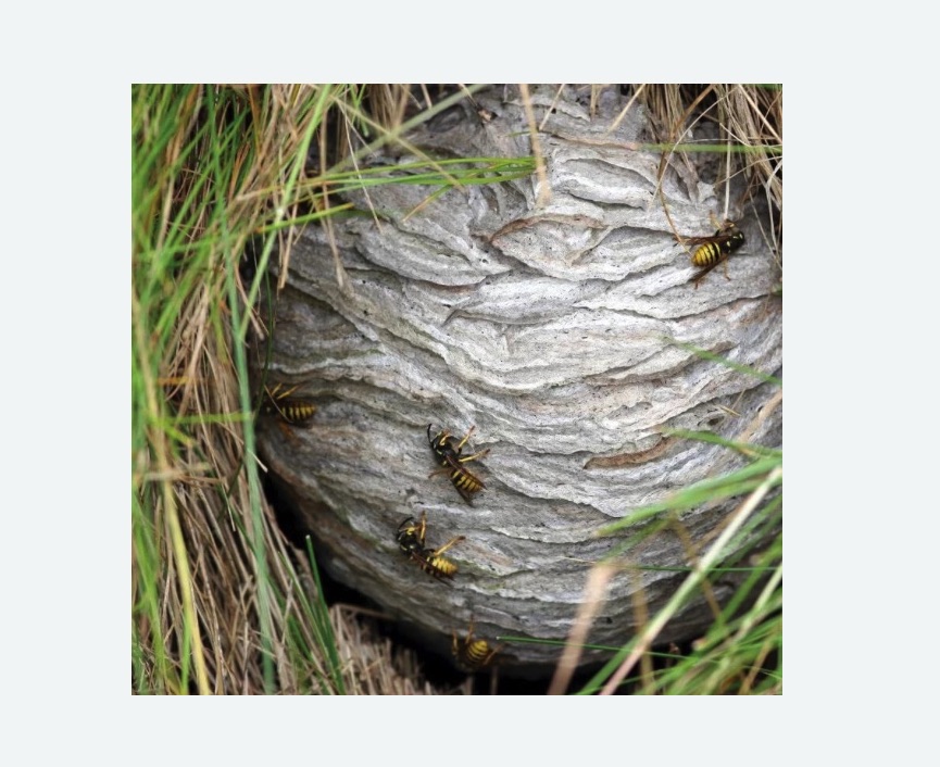 Уничтожение ос и ульев в Останкинском районе Москвы